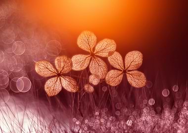 Macro hydrangea flower