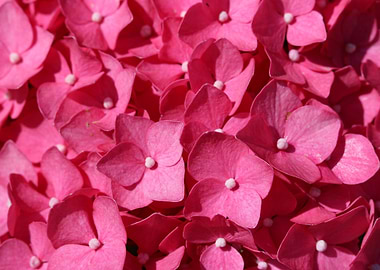 hydrangea pink