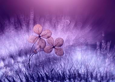 Pink hydrangea flower