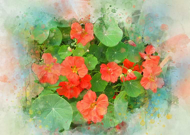nasturtium watercolor
