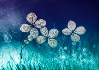 Macro hydrangea flower