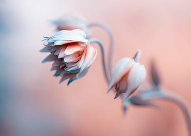 Flowers in artistic photo