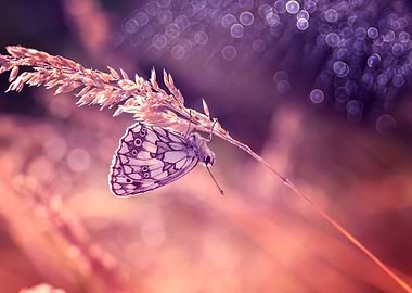 Butterfly macro meadow