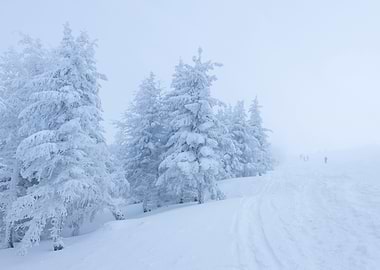 Snowy and frosty winter