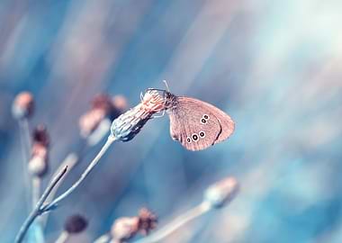 Butterfly, wild meadow