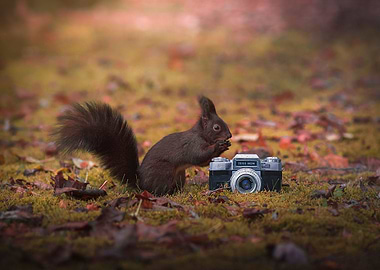 Squirrel photographer