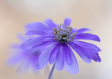 Purple Anemone