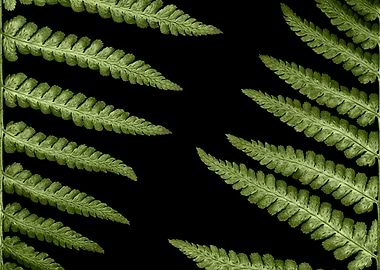 Minimalist fern leaves