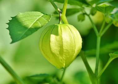 cape gooseberry