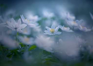 Forest white anemones
