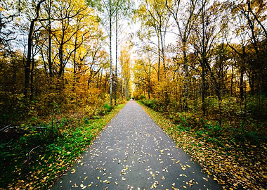 Autumn Leaves On The Road