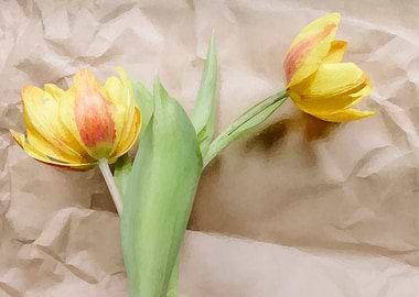 yellow tulip