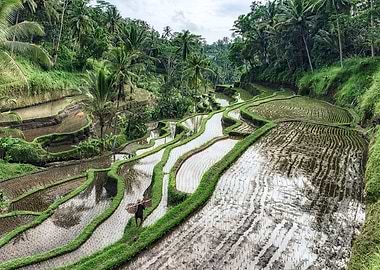 Rice terraces