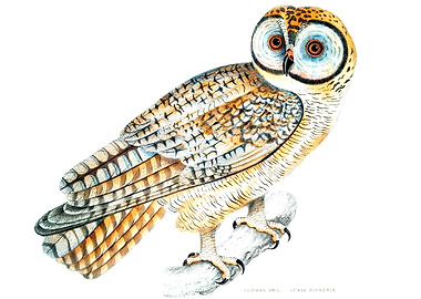 Chinese Owl