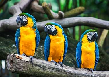Three macaws