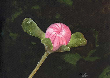 Ice plant flower bud