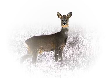 Roe deer in winter