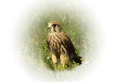Common kestrel