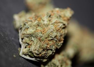 Medical marihuana buds