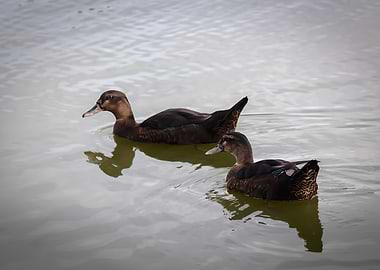 Husband and wife follow