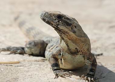 An Iguana