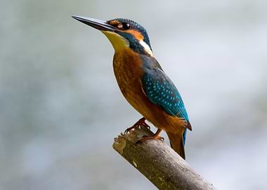 King Fisher