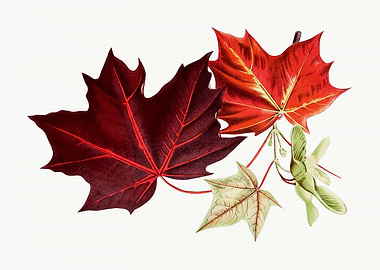 Red Maple Leaves