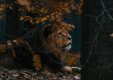 Lion King of the Jungle