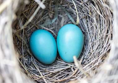bird eggs