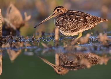 Becassine des marais