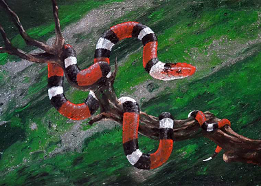 Milk Snake