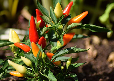 chili pepper