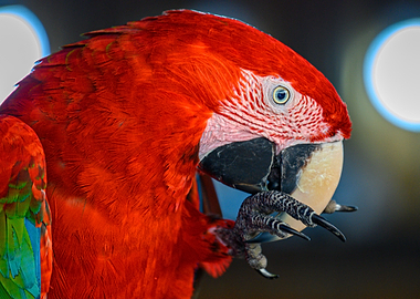 Parrot Profile