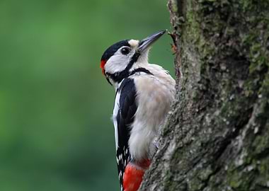 Woody Woodpecker