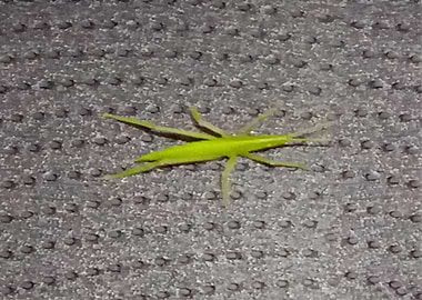 The Little Grass Hopper