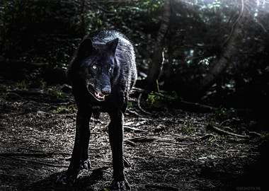 Black wolf