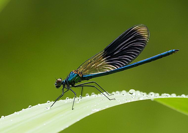 Dragonfly