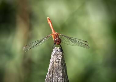 Dragonfly