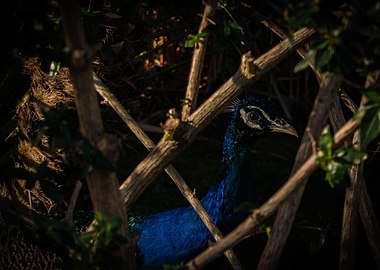 Hiding in the bushes