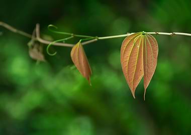 Emerging Leaves