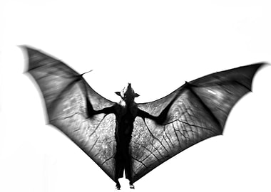 Fruit bat aka Flying fox