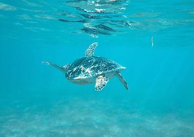 Sea turtle in tulum beach
