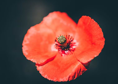 poppy