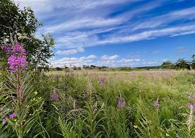 Sweden Landscape Flowers