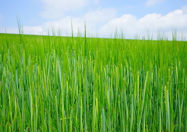 green wheat field