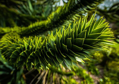 Pine Tree Branch Vibrant