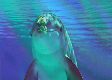 Cute dolphin