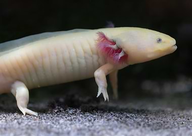 Axolotl Salamander