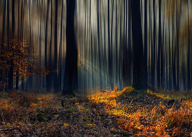 Autumn trees,forest,leaves