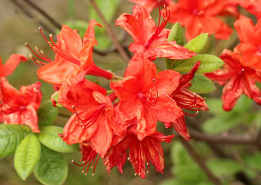 red rhododendron